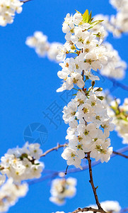 植物群一棵盛开的苹果树枝有白雪花与蓝天空对立垂直图像有选择的焦点复制空间一个盛开的苹果树A分支以模糊的形式对抗蓝天美丽植物图片