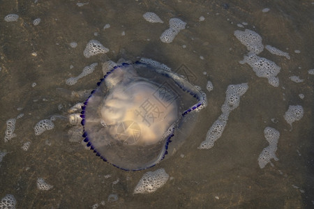 潜艇在亚得里海地中黑和阿佐夫发现了Rhizostomapulmo在大西洋黑海和阿佐夫发现岸上生态系统图片