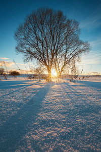 太阳黑暗的寒冬田阳光冲破树木平滑的雪地表面有直蓝的色阴影打破图片