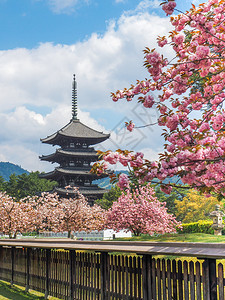 花朵传统日本塔和樱花开在朝野日粉色的天空图片