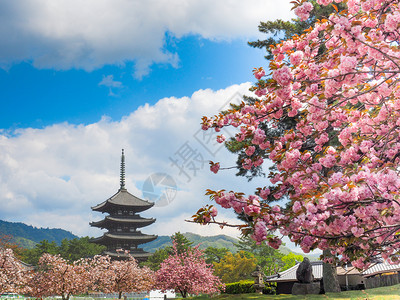 季节木制的传统日本塔和樱花开在朝野日亚洲人图片