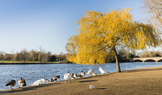 秋季在湖边休息的鸭子图片