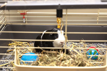 眼睛黑色的笼子里白豚鼠可爱的小宠物特写玩具食物和稻草笼子里快乐的黑白豚鼠玩具食物和稻草展览图片