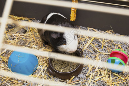 啃家庭笼子里的黑白豚鼠可爱的小宠物特写玩具食物和稻草笼子里快乐的黑白豚鼠玩具食物和稻草一顿饭图片