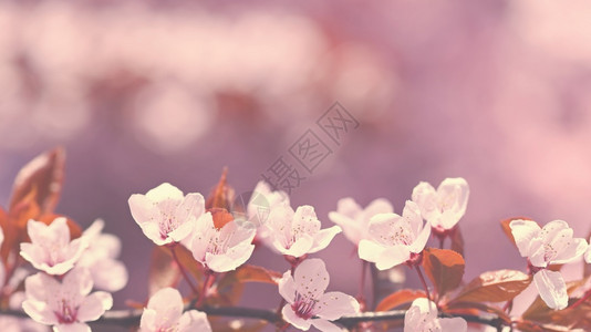 一种春天背景复制空间美丽的日樱花在阳光明媚的白天纯洁彩色自然背景上春光闪亮的日本樱花四月散景图片