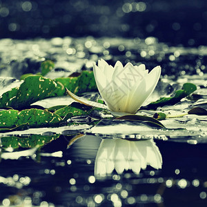 池塘中的白莲花图片