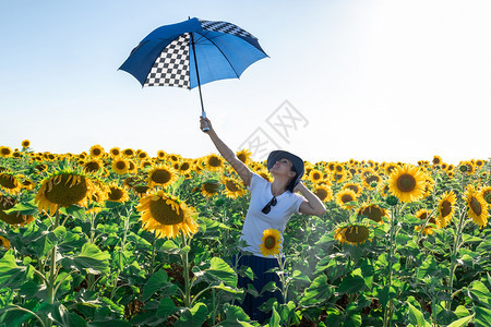 场地日出新鲜的女人在向日葵田用雨伞图片