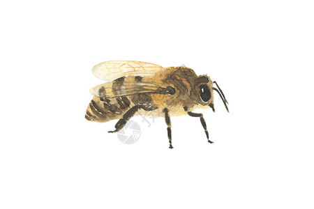 蜜蜂昆虫手画出真实的舒适插图印刷品海报标志网版美丽的水颜色白底蜜蜂手画出现实的蜜蜂手画出符合实际的图片指纹网版美丽的水颜色蜂蜜酒图片
