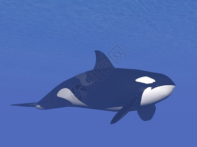 静悄的杀手或虎鲸者小猩类鳄鱼单独游进深水下猎杀鲸鱼3D转化黑鱼数字的插图图片