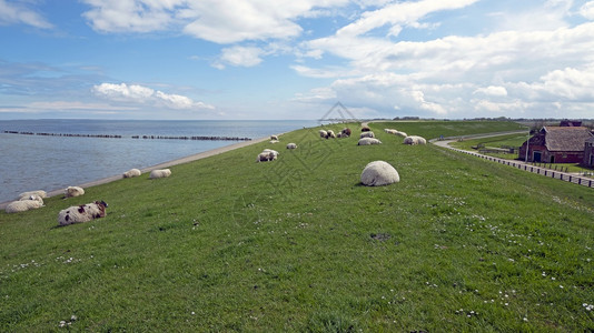 农场灯塔田园诗般的荷兰瓦登海附近堤坝上的羊群图片