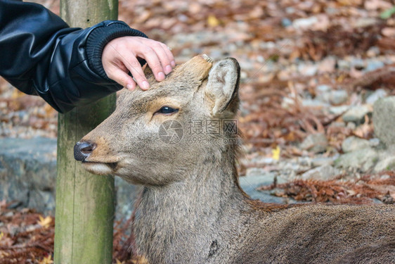 友好在纳拉公园与日本野生友善可爱鹿接触的观光手传统降压图片