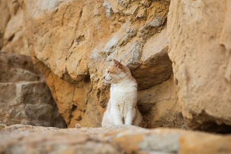 坐着黑色的户外一只美丽红猫坐在岩石中间美丽红猫坐在岩石中间图片