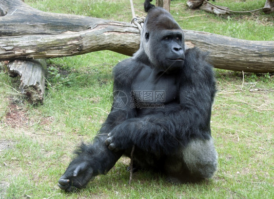 汉堡动物园的男大猩野生动物猿预订图片
