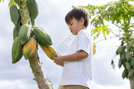 一个小男孩在后院挑木瓜健康和精选在职的高级图片