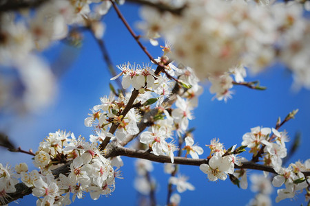 绽放美丽的梅花照片抽象自然背景美术春季花卉壁纸柔焦树枝上的小白花美丽梅照片柔软焦点树枝上的小白花樱李子图片