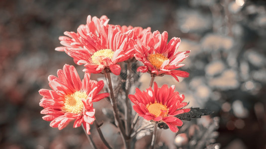 植物群粉红Kapuru花枝俗称大金上面贴着近身照片在家后院花园的日光条件下拍摄了一大群美丽的面糊彩花金盏已知图片