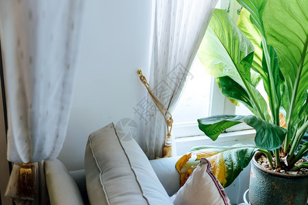 植物国内的室优雅客厅大绿叶装饰树木的客厅公寓图片