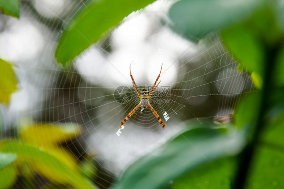 捕食者ArgiopeKeyserlingi或StAndrewrsqoposCrossSpider女是星网蜘蛛的一种常见物在泰国森图片