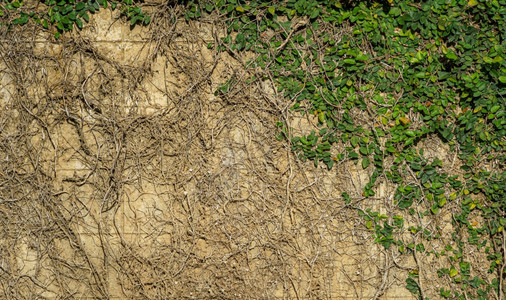 石膏摘要古老的肮脏深黑常春藤根茎石灰泥水混凝土壁纹状和绿叶葡萄或自然生长的背景树复制空间文字或设计墙环境图片
