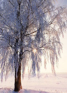 白雪皑落下寒冬降雪黄昏或太阳黎明后雪覆盖的薄小树枝风景美丽冬季白雪日落时产生积极情绪导致图片