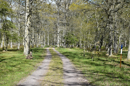 一种闲暇健康奥兰岛的滕比Ottendenby于春天季在一片衰落的森林中漫步图片