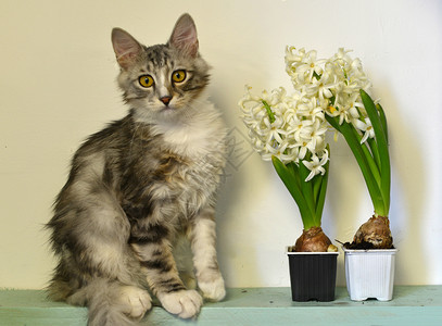 花盆边的猫咪图片