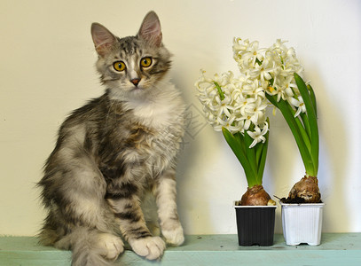 小猫花盆中间的植物锅里猫城市一种高清图片下载 正版图片 摄图网
