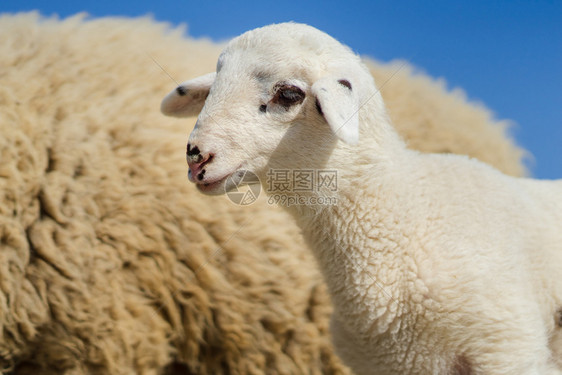 毛茸的户外在阳光明媚的夏日或春仰着羊群站在旁立的紧贴在蓝天有选择焦点边视线上重图片