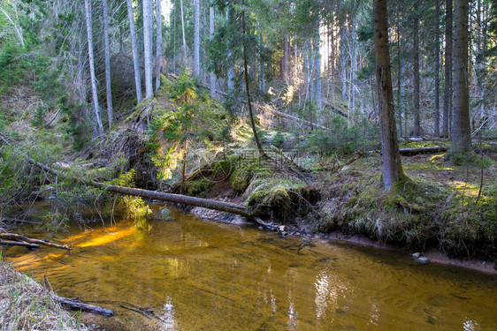 花旗Ieriki拉脱维亚自然库马达河和Kumada树和水木公园场景图片