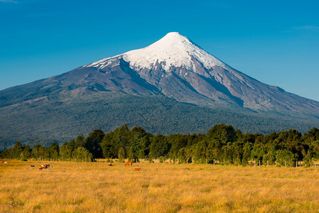 目的地智利Llanquihue湖沿岸的OsornoVolcano脚下有奶牛的农场智利拉各斯X区人奥索尔诺图片