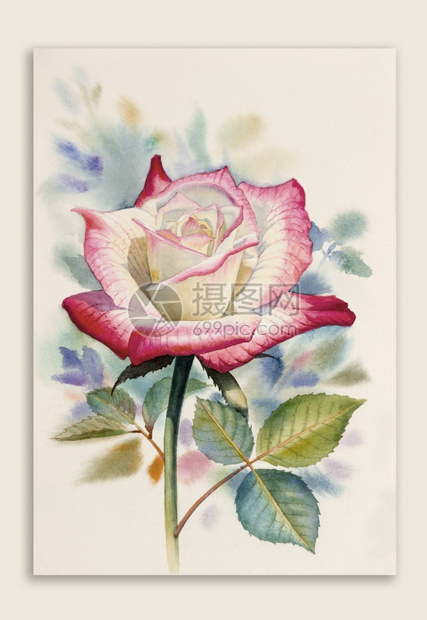 快乐的季节一朵粉红玫瑰水彩画在纸质上原真切的彩色花朵美泉和白色背景的绿叶上以情人节或婚礼复制空间快乐明信片花园图片