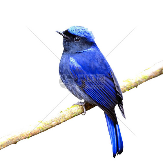 色彩多的蓝鸟雄大型NiltavaNiltavagrandis在树枝上背面侧写孤立在白色背景上部尼禄自然图片
