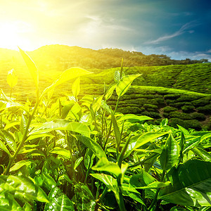 庄稼马来西亚卡梅伦高地自然景观绿茶叶树林在日落天空下植树郁葱阳光图片