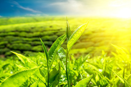 马来西亚卡梅伦高地自然景观绿茶叶树林在日落天空下植树薄雾郁葱蓝色的图片