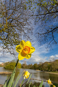 开花在联合王国纽卡斯尔Laisses公园阳光明媚的春天下午树有池塘的黄花底浅角视图蓝色的白图片