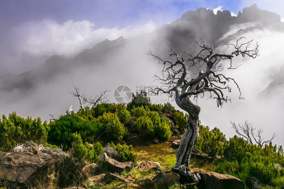 风景为了马德拉岛山丘景色白云中的干树前往皮科鲁伊沃的登山路线最高点和热门旅游目的地峡谷图片