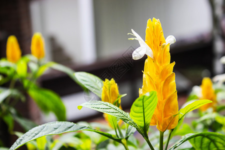 颜色绿荒野植物园中的黄灌木或称为棒糖植物绿树叶和模糊背景的柳树花草图片