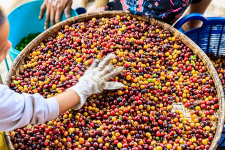 人工手筛选咖啡豆过程图片