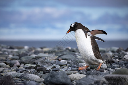 山蹒跚极灰石背景上的可爱黑白企鹅羽毛花图片