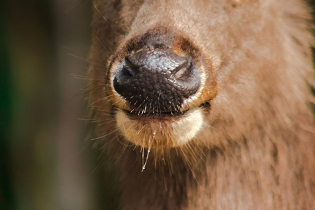 牙齿鹿的鼻子和嘴在毛皮周围很粗糙女哺乳动物图片