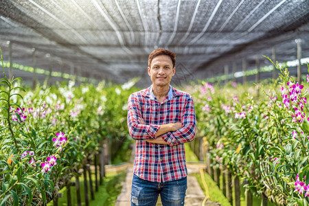 兰花园艺农场紫兰花正在园农场盛开幸福的缔造者是跨过的在泰国Bangkok农庄中紫兰花是出口商业越过图片