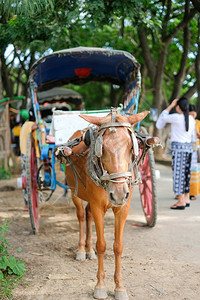 骑服务缅甸曼德勒Myan缅甸陆地标志附近AvaInwa旅游客乘马车前往AvaInwa旅行游客最受欢迎的东南亚旅游观光景点寺庙图片