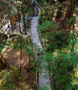 游客加拿大北温哥华Capilano悬浮桥公园的Wooden足桥小道地标荒野图片