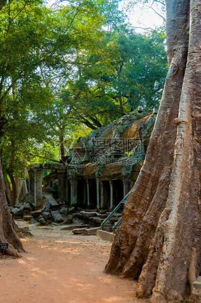 艺术丛林寺庙TaProhm前面的树寺庙TaProhmAngkorWat地标图片