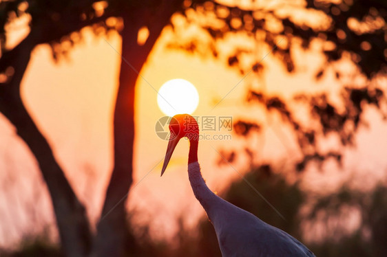 复杂格鲁斯发光的萨勒克莱恩在日落时草原上放松太阳照耀着萨鲁斯克莱恩后方的太阳下落头朝西尔胡特图片