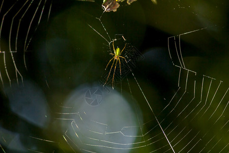 天人们生物学网上蜘蛛在常青林中很见蜘蛛建立网络捕捉动物以获取食图片