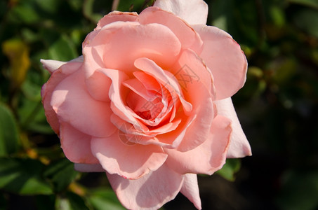 粉彩假期红玫瑰花阳光下粉红玫瑰花的详情放松图片