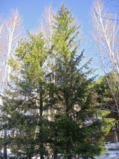 闪耀白清蓝的寒冬天空和松树季节雪图片