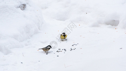 婴儿食物秋天在雪中吃鸡尾酒喂养图片