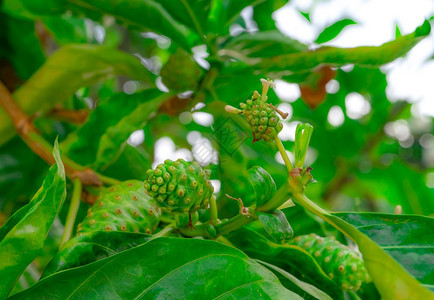 草本起司Morindaentrifolia树上的诺尼水果Morindaentrifolia树上含有热带果园草药的绿色叶子莫林达c图片